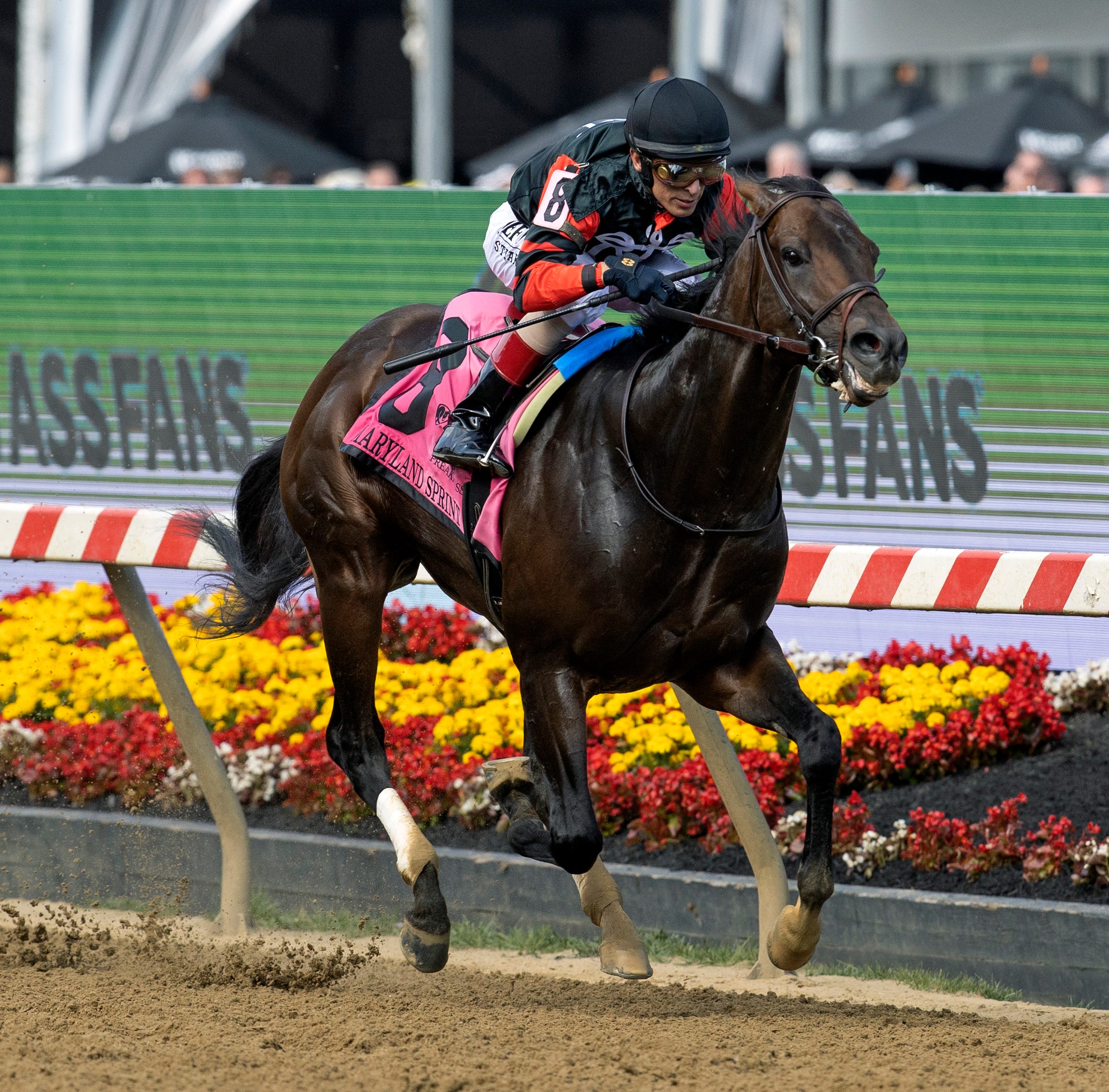Straight no chaser for all mankind may duke it out on lead in sprint